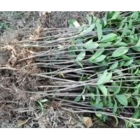 供應(yīng)八月桂苗，香樟苗