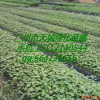 供應楓香小袋苗