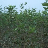 供應(yīng)一年生1-3米高速生白蠟，80萬株