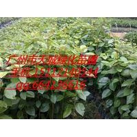 供應紅花荷小苗