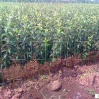 2013年農(nóng)戶急售123果苗，占地苗