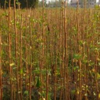 大量供應(yīng)1-2年銀杏小苗