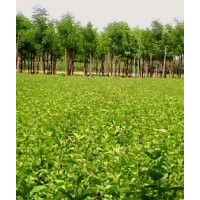 專營(yíng)法桐苗、國(guó)槐苗、法桐苗報(bào)價(jià)