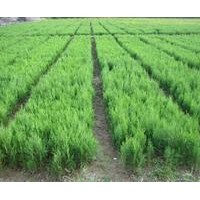 山東優(yōu)質黑松樹苗|黑松苗|黑松苗價格