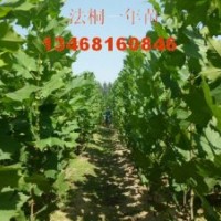 供應(yīng)青皮垂柳，速生法桐當(dāng)年苗