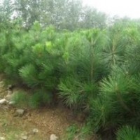 優(yōu)質(zhì)黑松樹苗|山東優(yōu)質(zhì)黑松樹苗|，誠(chéng)信為本