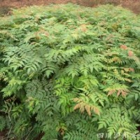 本公司銷售大量?jī)?yōu)質(zhì)苗木——欒樹苗，瀘州欒樹苗