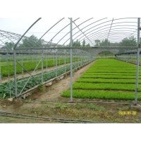 紅豆杉小苗出售