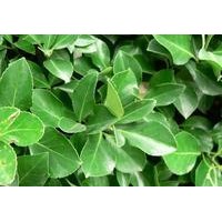 大葉黃楊基地價格