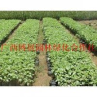 廣西博展園林秋楓