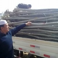 甘肅新疆楊勝龍品牌常年銷售大量新疆楊國槐等