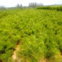 黑松、油松、側(cè)柏、黑松苗、油松苗、側(cè)柏苗、黑松苗木、油松苗木