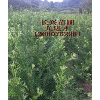 羅漢松20公分起,0.55元