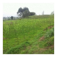 傳均林業(yè)基地專供竹柳3號、紅楊、紅楓等