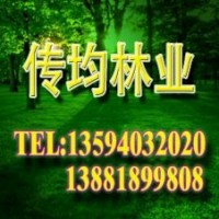 傳均林業(yè)供應竹柳 中華全紅楊 紅楓