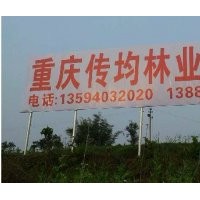 傳均竹柳-竹柳3號 全紅楊 紅楓