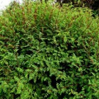 供應(yīng)金銀榆,刺槐,紫絮槐,杏樹等綠化苗木