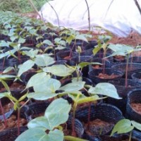 批發(fā)美麗異木棉