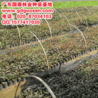 大葉榕—大葉榕價(jià)格_廣西大葉榕