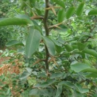 皂角樹，皂莢圖片，皂莢廠家，皂莢價格