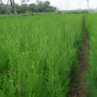 大量供應(yīng)1.5米以上側(cè)柏苗