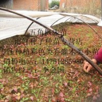 江蘇五角楓芽苗五角楓芽苗經(jīng)銷商五角楓芽苗批發(fā)出售