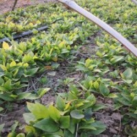 江蘇玉蘭芽苗紅白玉蘭芽苗玉蘭芽苗經(jīng)銷商