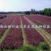 綠化苗木 工程苗 紅桎木苗 批發(fā)紅桎木小苗 自產(chǎn)自銷