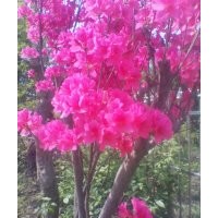 大量供應(yīng)映山紅苗