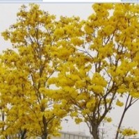 現(xiàn)低價處理10萬黃花楓鈴木 黃槐 藍花楹
