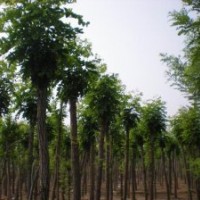 出售大量8-10公分香花槐