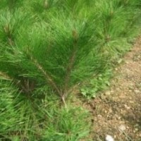 山東40-120黑松苗