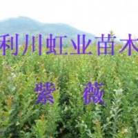 湖北利川紫薇小苗價(jià)格紫薇種子癢癢樹