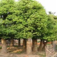 河南YC—關(guān)于大葉女貞注意事項