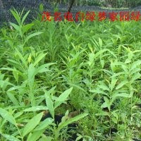 供應(yīng)檀香小苗，印度老山檀香苗