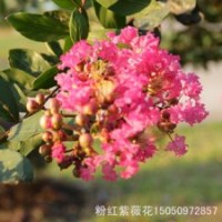 紫薇園藝苗圃出售紫薇苗紫薇花苗紅花赤薇苗赤薇小苗