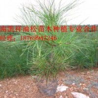 凱祥苗木種植專業(yè)合作社黑松,油松,側(cè)柏
