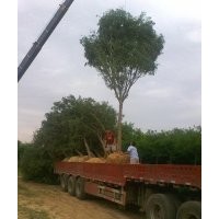 ★魯/速生國槐條 速生園蠟條 嫁接國槐 白蠟 毛白楊