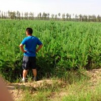 供應(yīng)60-80厘米高樟子松營(yíng)養(yǎng)杯樹(shù)苗10萬(wàn)株