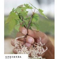 本苗圃急出售北美紅楓（秋火焰）容器扦插苗