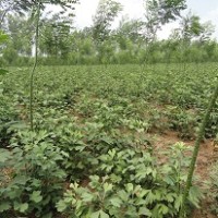 大量供應(yīng)銀杏二年苗