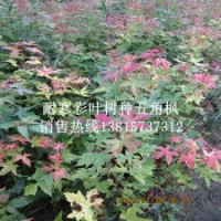 2013年五角楓小苗價格秀麗槭小苗包成活包運費