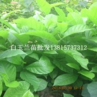 江蘇白玉蘭小苗專業(yè)苗圃生產(chǎn)白玉蘭花苗