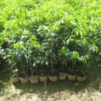 廣東沉香苗|韶關(guān)沉香苗|惠州沉香苗|清遠(yuǎn)沉香苗供應(yīng)