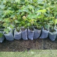 秋火焰,自由人槭,美國秋紅楓