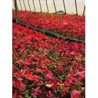 供應(yīng)億方達園林美秋紅楓小苗