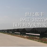 萬畝：紅豆杉|曼地亞紅豆杉小苗、盆景出售