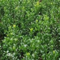 大葉黃楊優(yōu)惠