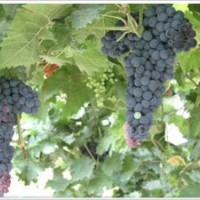 長(zhǎng)春出售葡萄苗，佳木斯哪有出售葡萄苗的，牡丹江葡萄苗