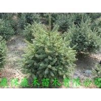 康禾苗木直供 八年生云杉小樹190-220cm
